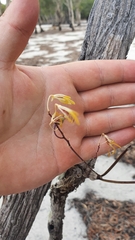 Dendrobium canaliculatum