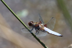 Libellula depressa