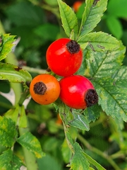 Rosa canina