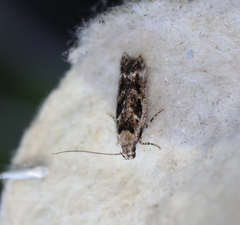 Caryocolum fischerella