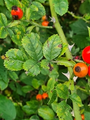 Rosa canina