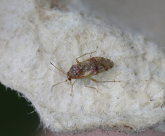 Pinalitus cervinus