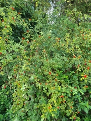 Rosa canina