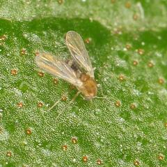 Chironomoidea