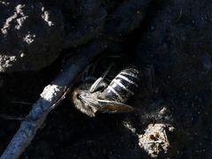 Colletes compactus compactus