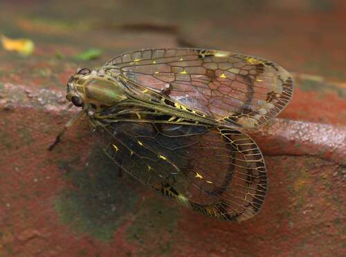 Esurulla Insect Sassula sorurcula · iNaturalist