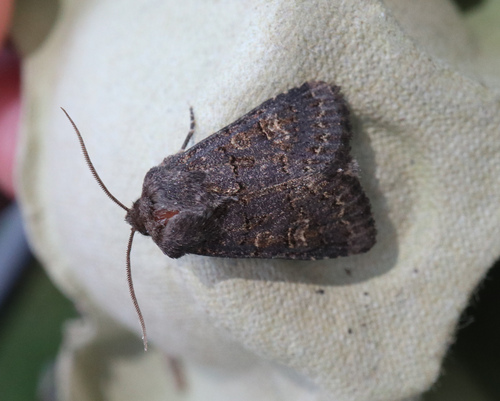 Hedge Rustic