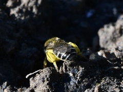 Colletes compactus compactus