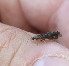 Neureclipsis bimaculata