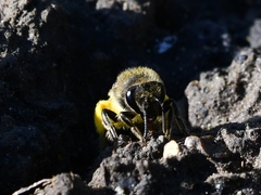 Colletes compactus compactus