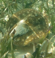 Urobatis jamaicensis