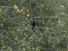 Phalacrocorax carbo