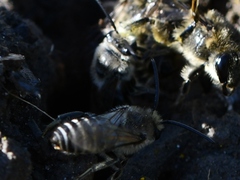 Colletes compactus compactus