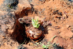 Ledebouria revoluta