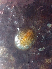 Psephenidae