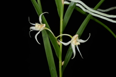 Dendrobium somae
