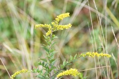 Solidago rugosa