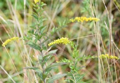 Solidago rugosa
