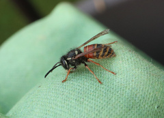 Vespula rufa