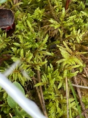 Pleurozium schreberi