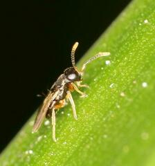 Encyrtidae