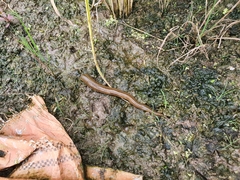 Hirudinea