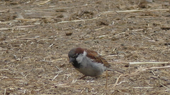 Passer domesticus × italiae