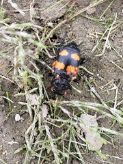 Nicrophorus