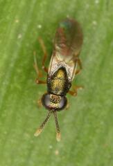 Encyrtidae