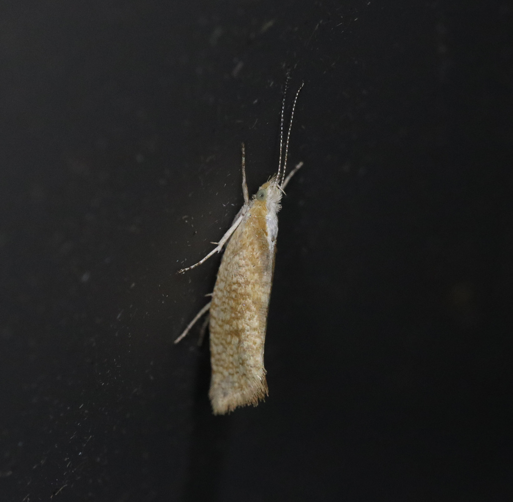 Plain Smudge