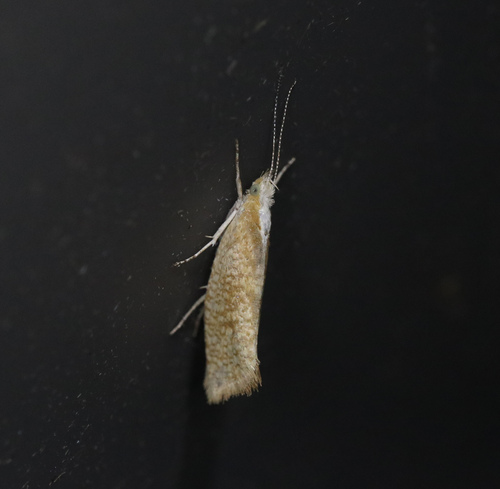 Plain Smudge