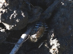 Colletes compactus compactus