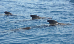 Globicephala macrorhynchus