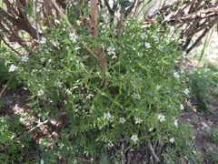 Stellaria dichotoma