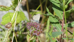 Plebejus idas