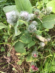 Arctium tomentosum