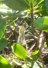 Ardeidae