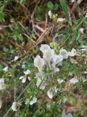 Linaria repens