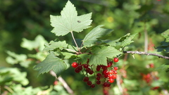 Ribes petraeum