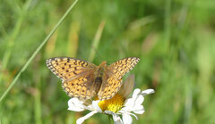 Argynnis niobe