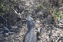 Pogona barbata