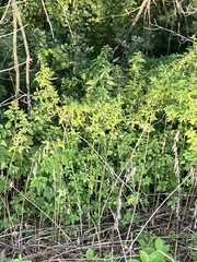 Caragana arborescens