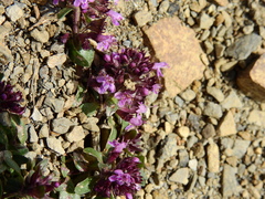 Thymus praecox