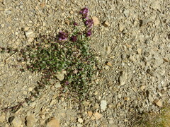 Thymus praecox