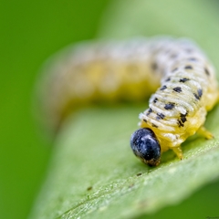 Macremphytus testaceus