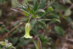 Billardiera mutabilis