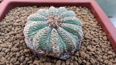 Aztekium