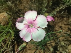 Dianthus basuticus