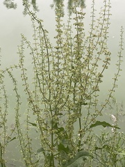 Rumex pulcher