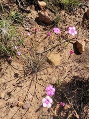 Dianthus basuticus